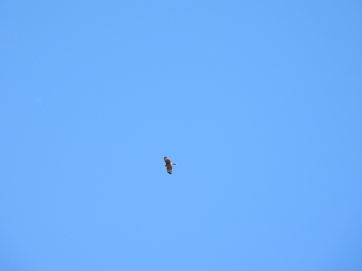 Harris's Hawk - ML650450790