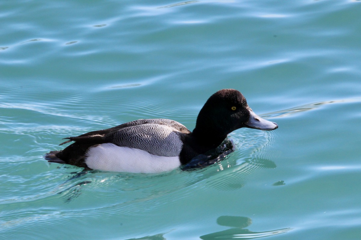 צולל ימי - ML650450910