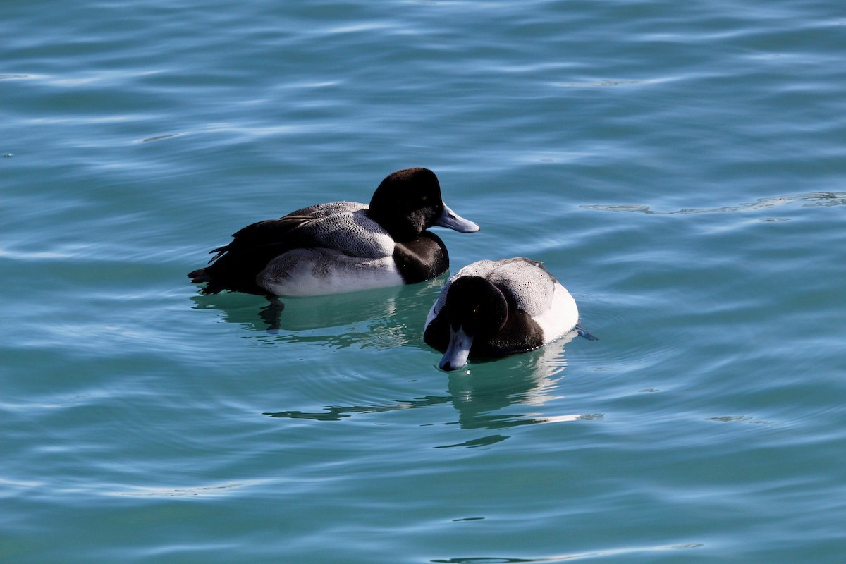 צולל ימי - ML650450911
