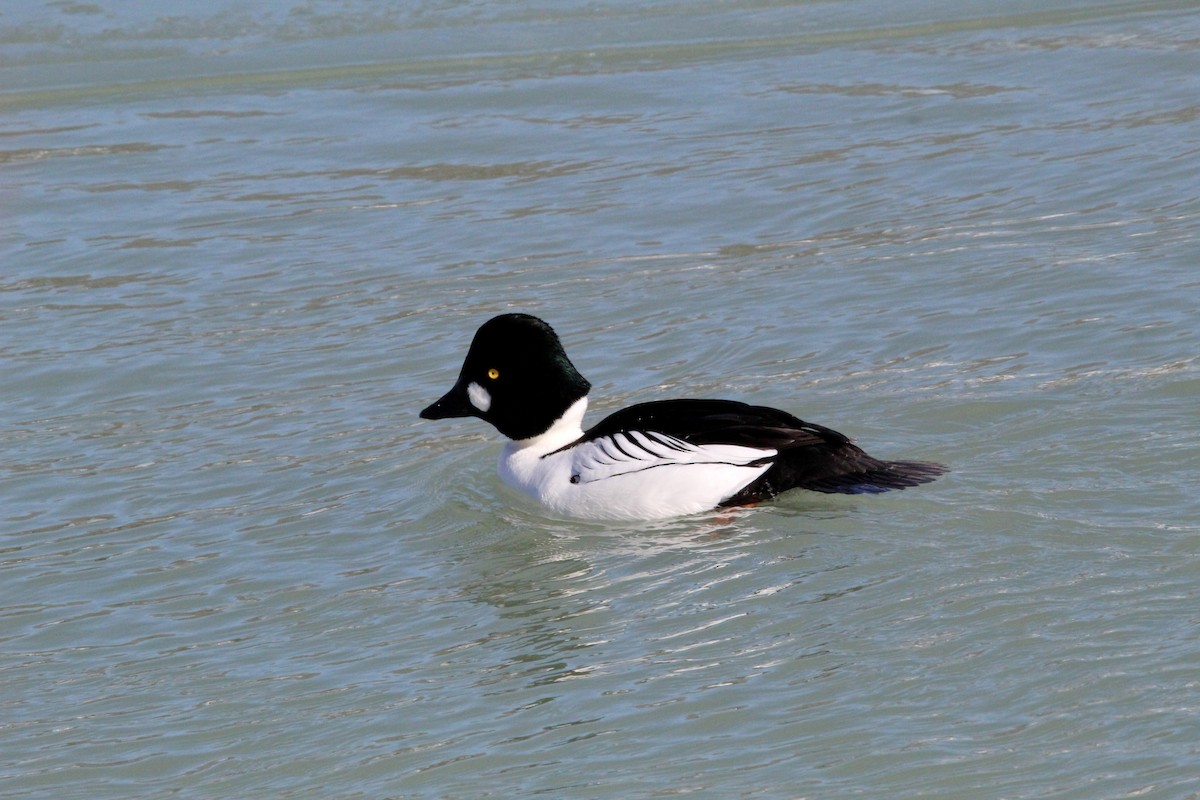 עבראש ירוק - ML650450923