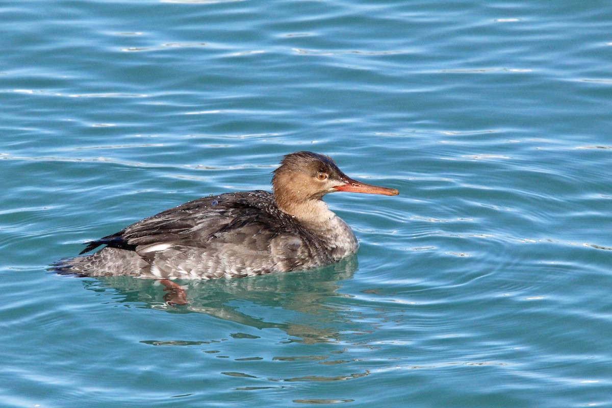 מרגון בינוני - ML650450975
