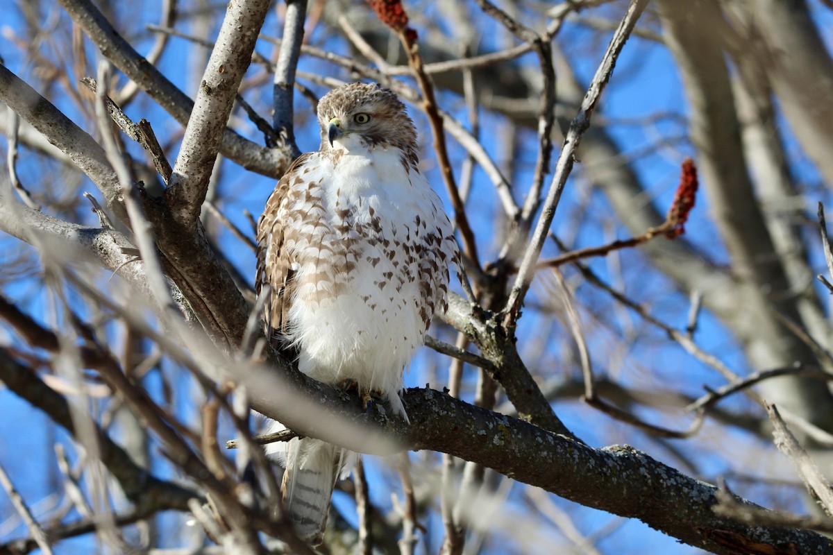 Red-tailed Hawk - ML650450999