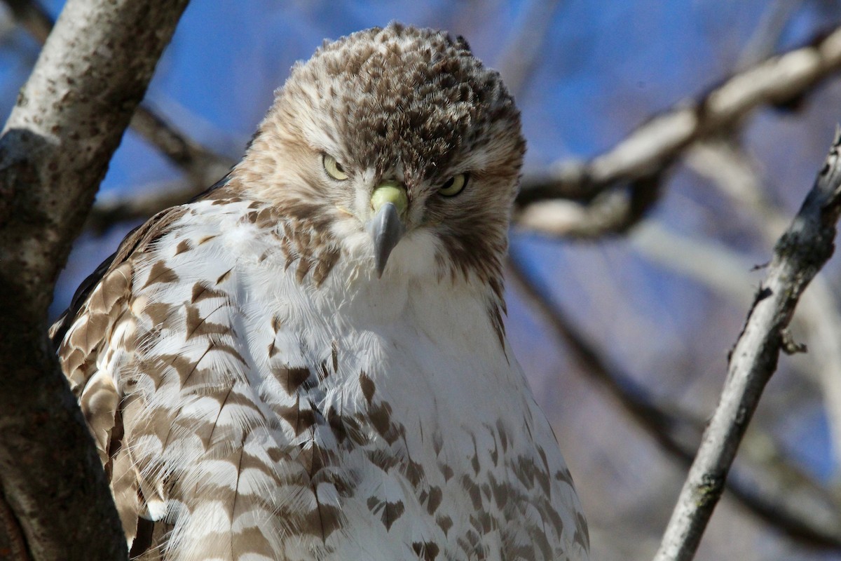 Red-tailed Hawk - ML650451001