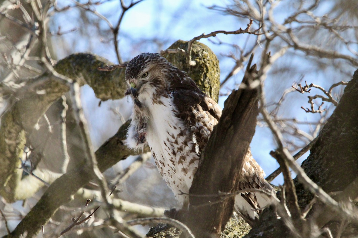 Red-tailed Hawk - ML650451002