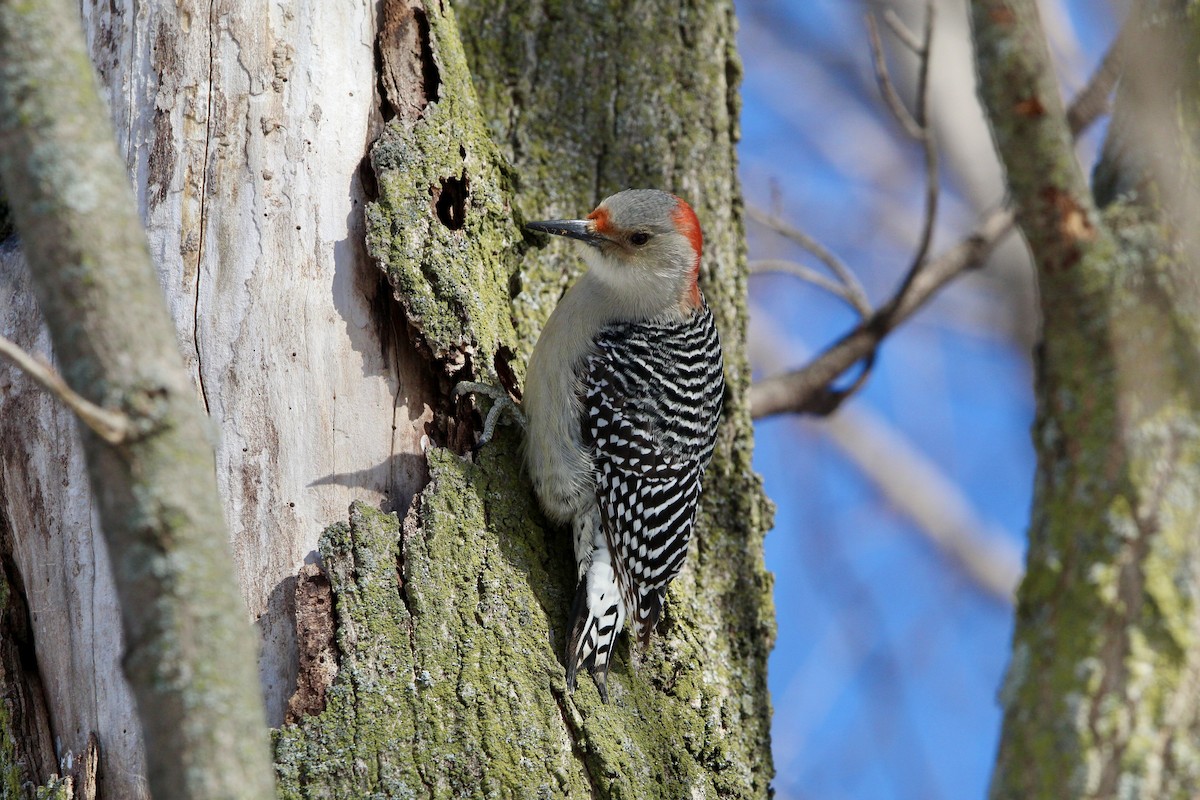 Red-bellied Woodpecker - ML650451013