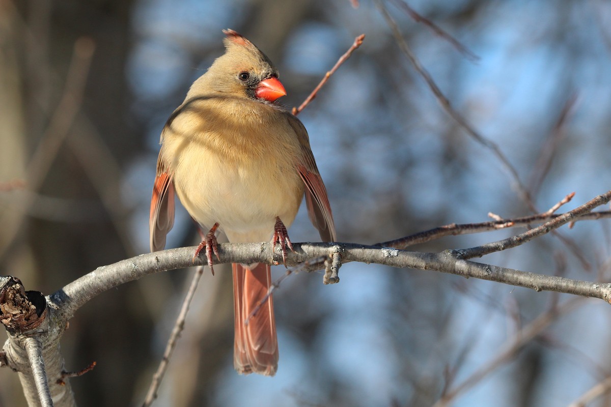 קרדינל צפוני - ML650451028