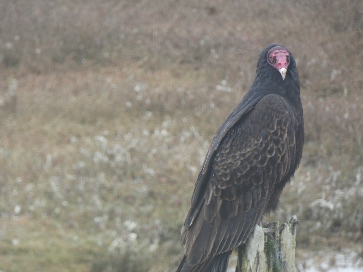 Катарта-индейка - ML650451035