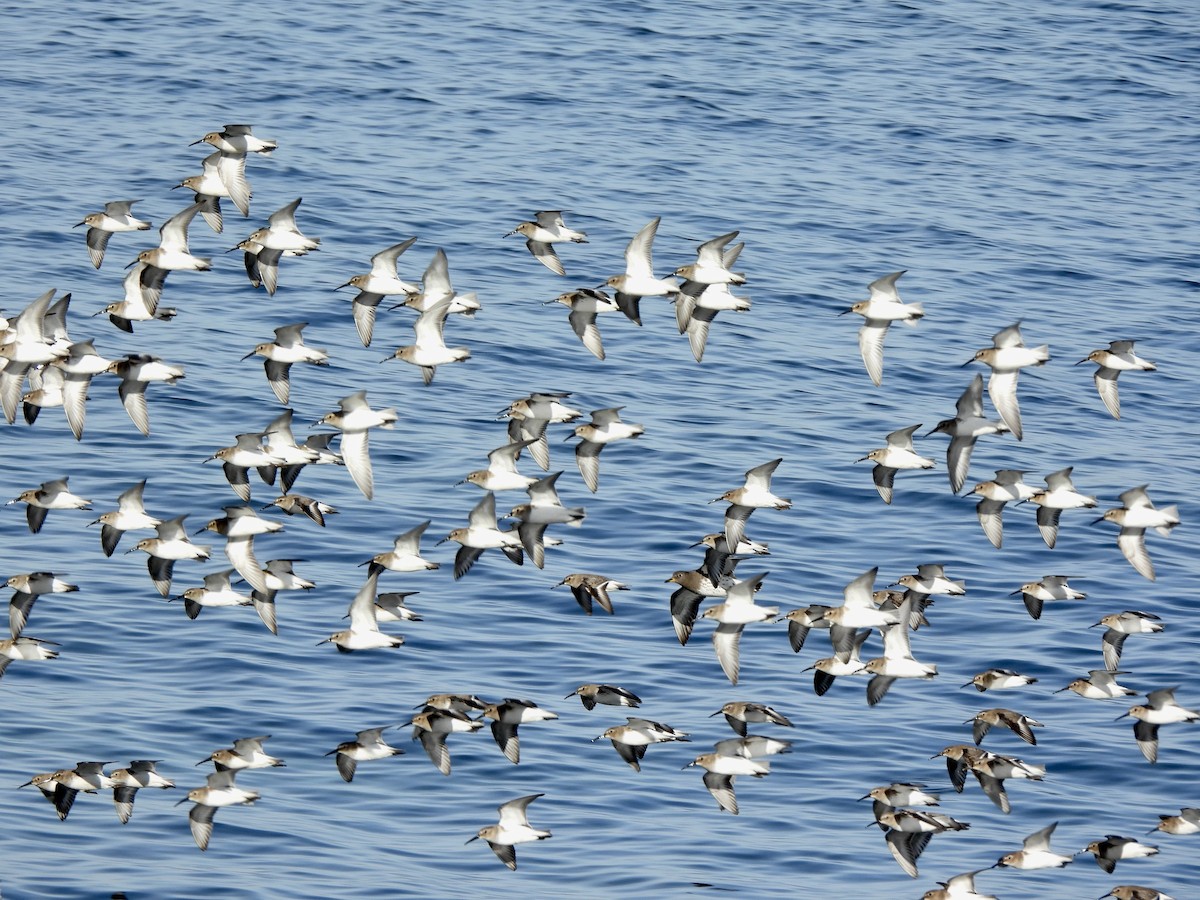 Alpenstrandläufer - ML650451046