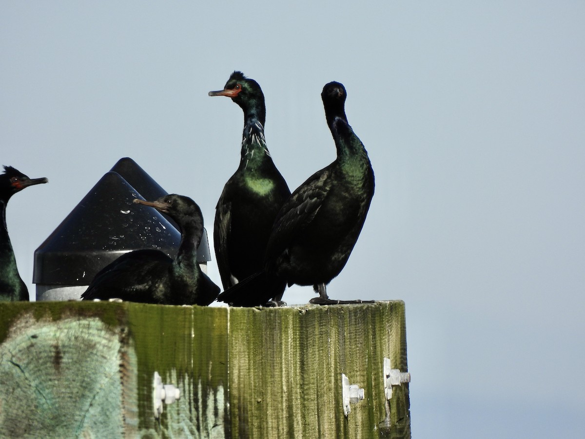 Meerscharbe - ML650451117