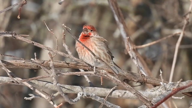 House Finch - ML650451126