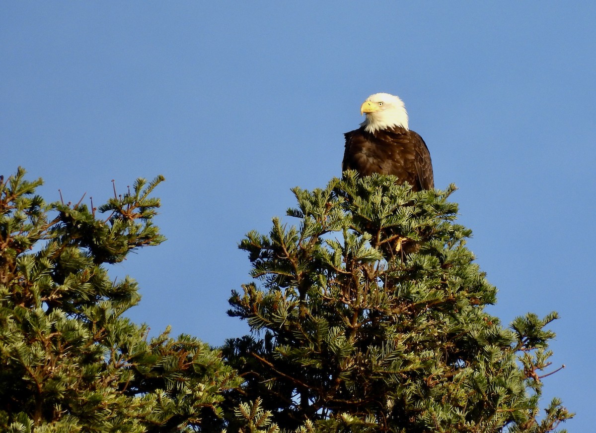Weißkopf-Seeadler - ML650451136