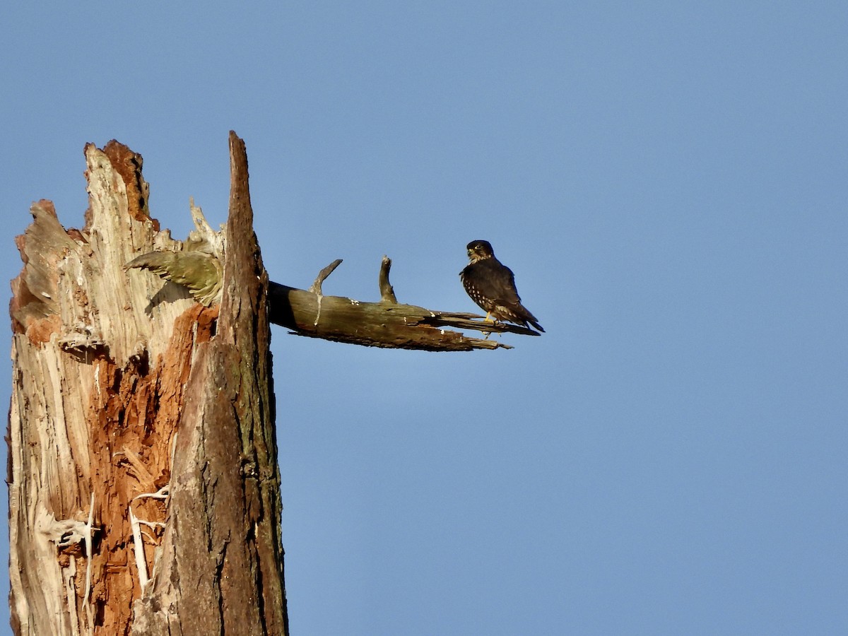 Merlin - ML650451198