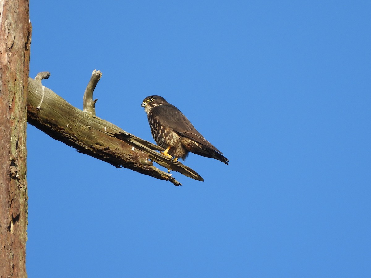 Merlin - ML650451199