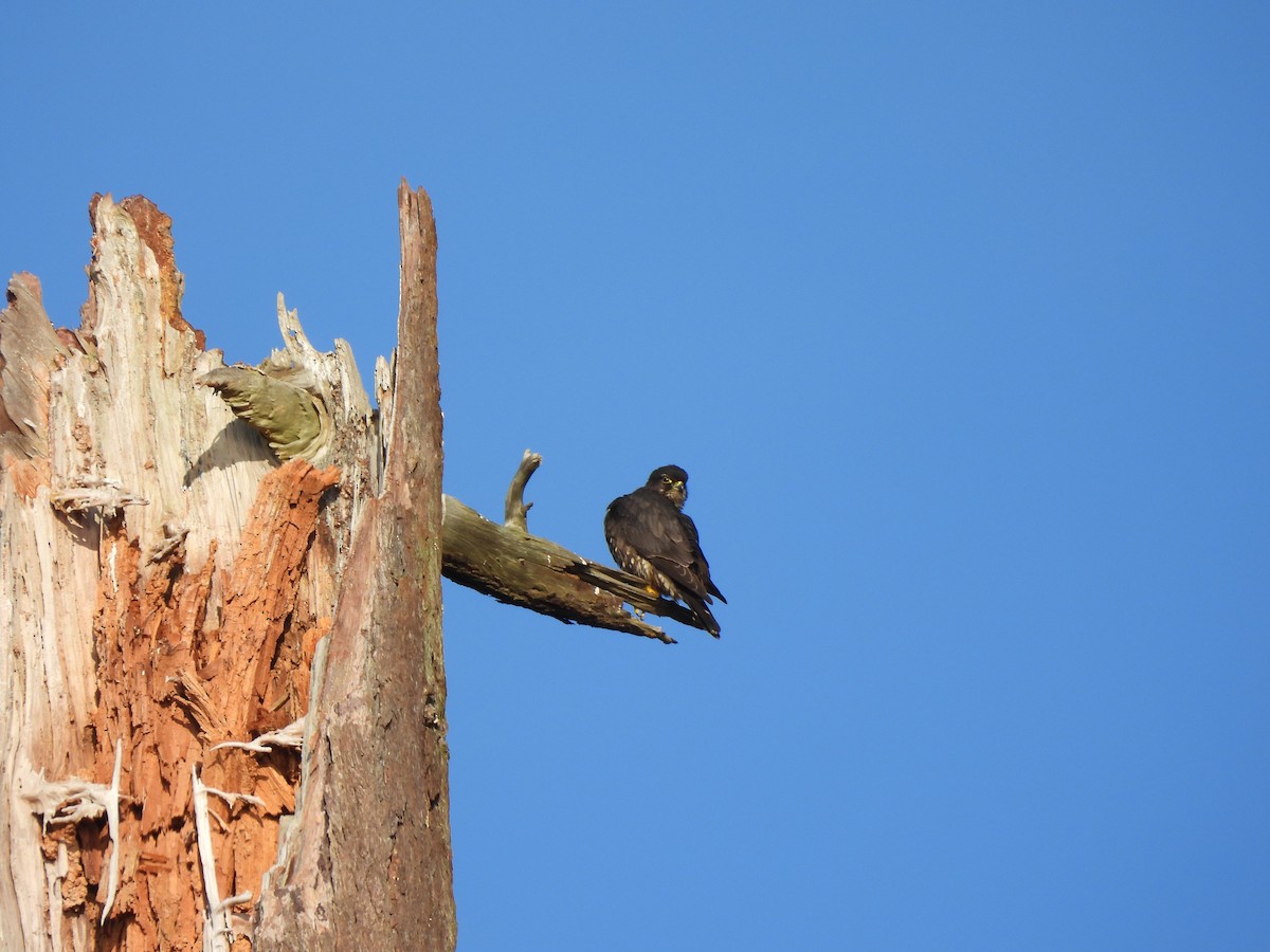 Merlin - ML650451200