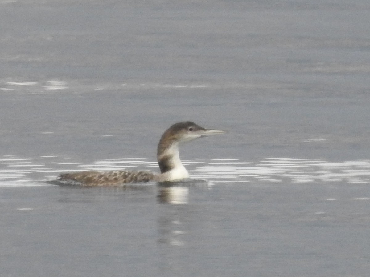 צוללן צפוני - ML650451202