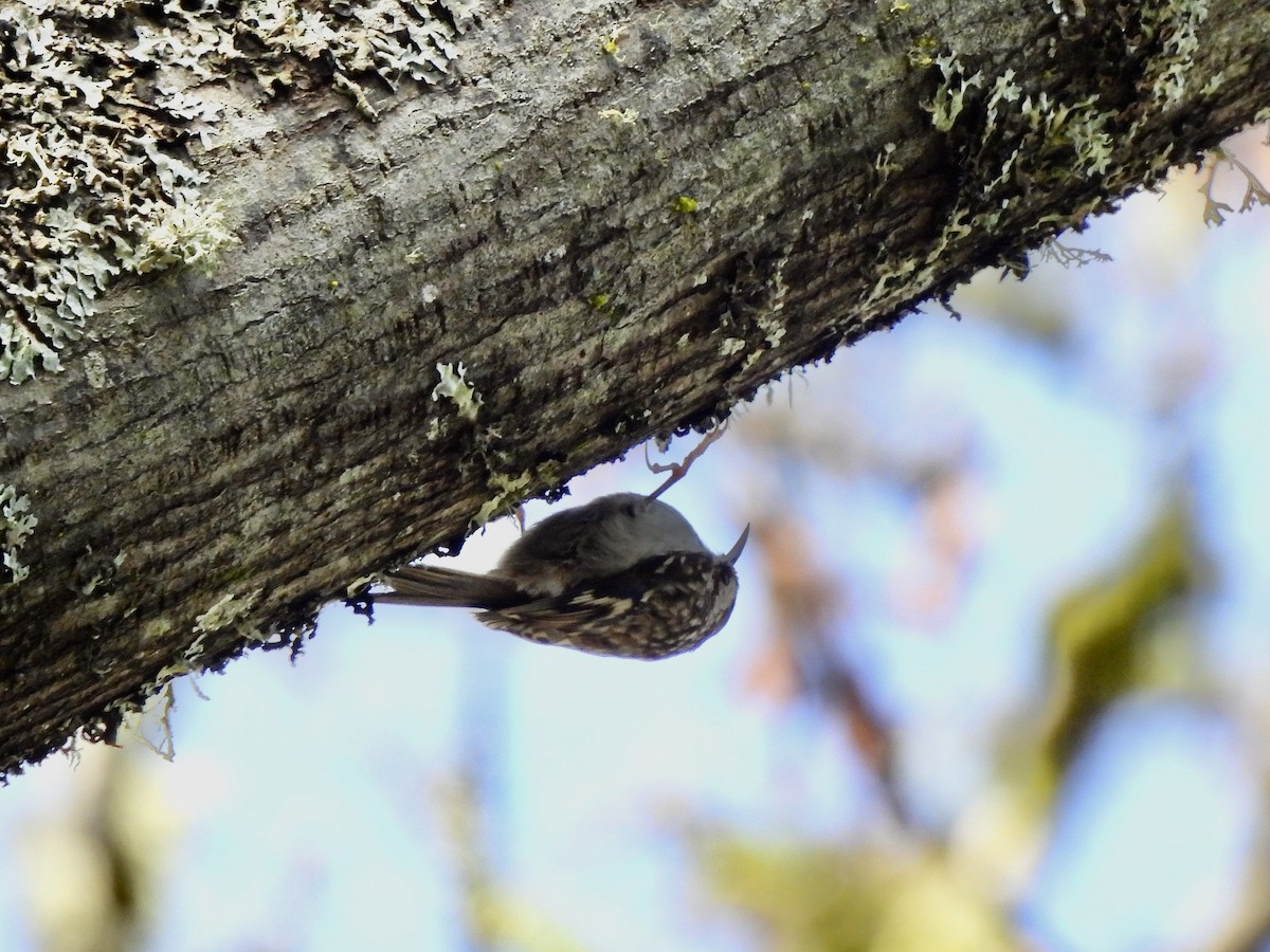 Amerikabaumläufer - ML650451227