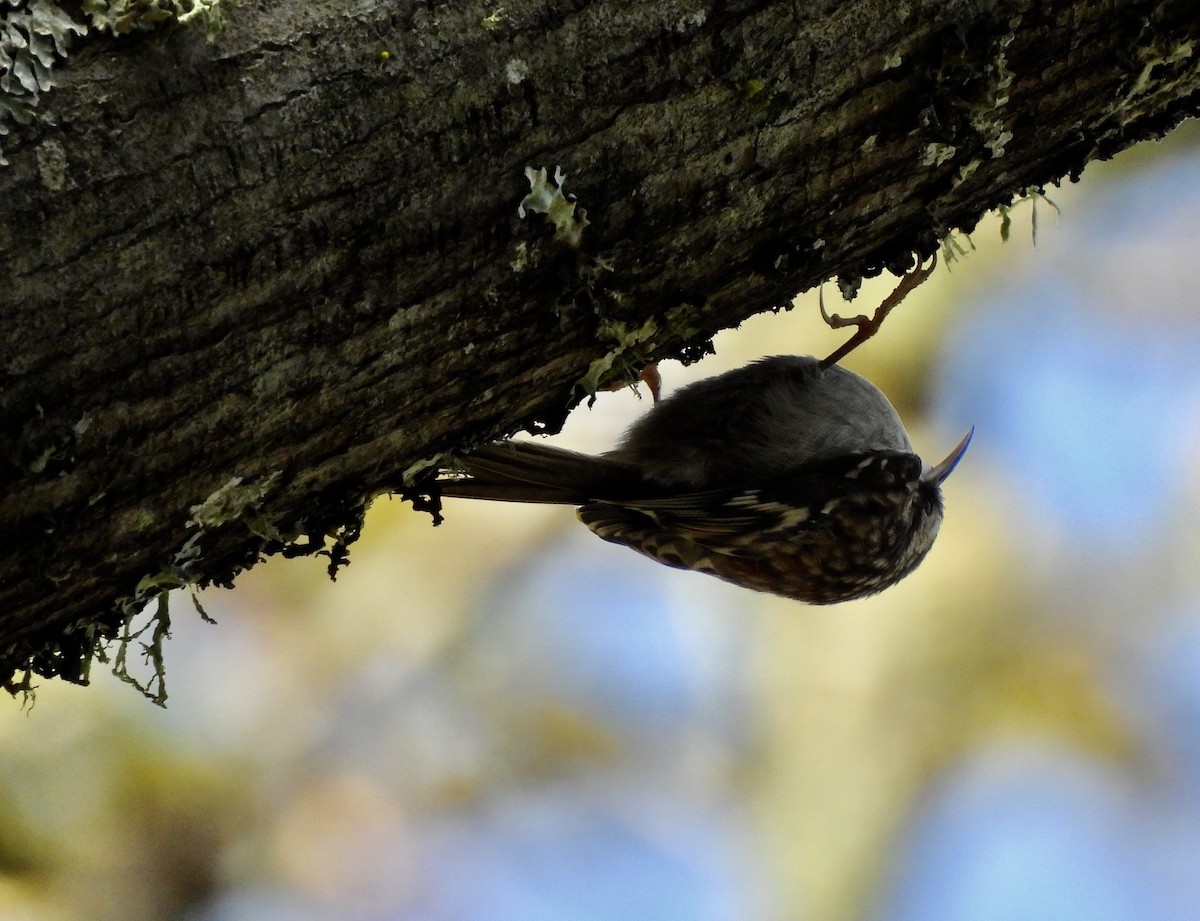 Amerikabaumläufer - ML650451228