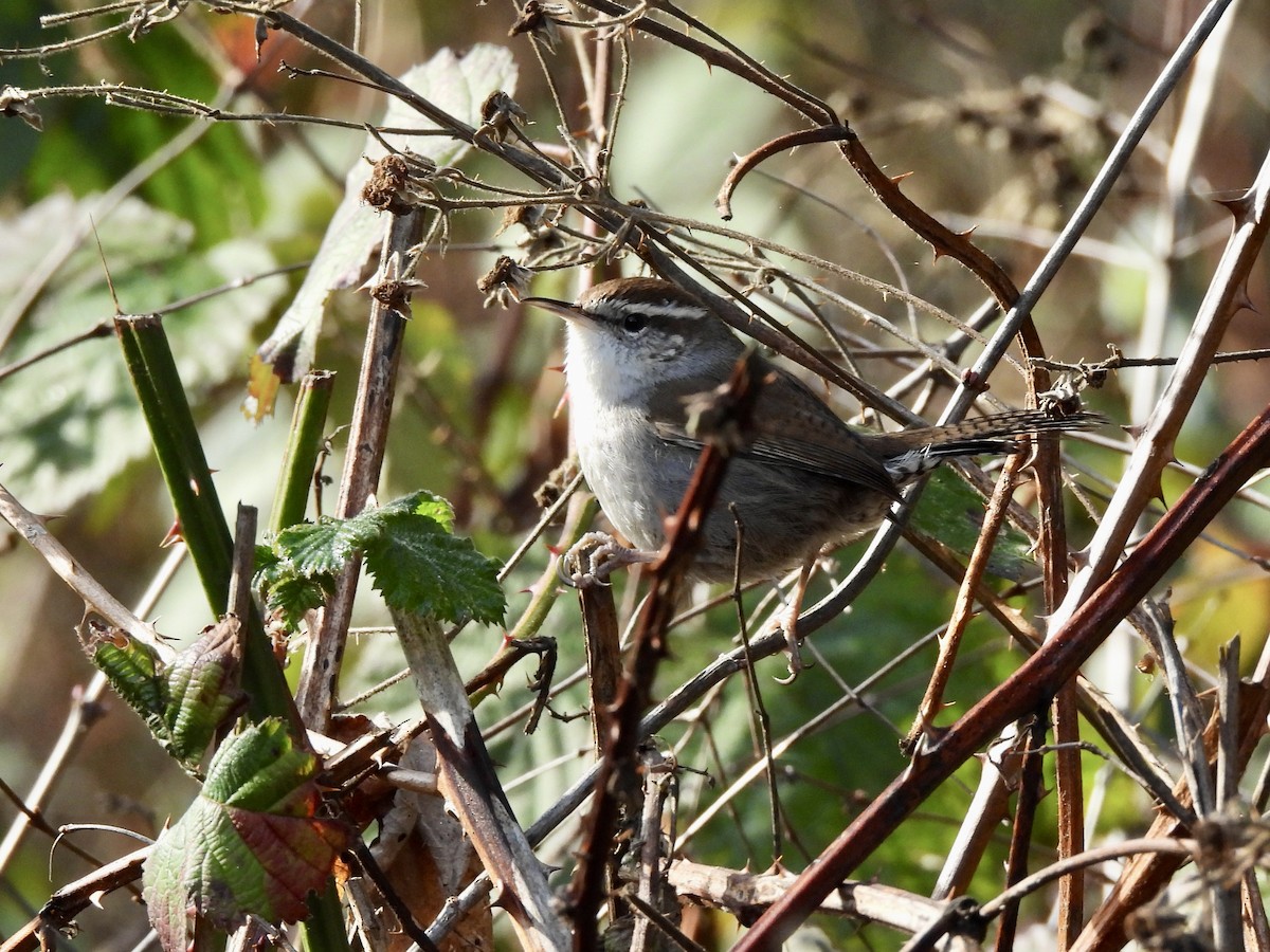 Buschzaunkönig - ML650451385