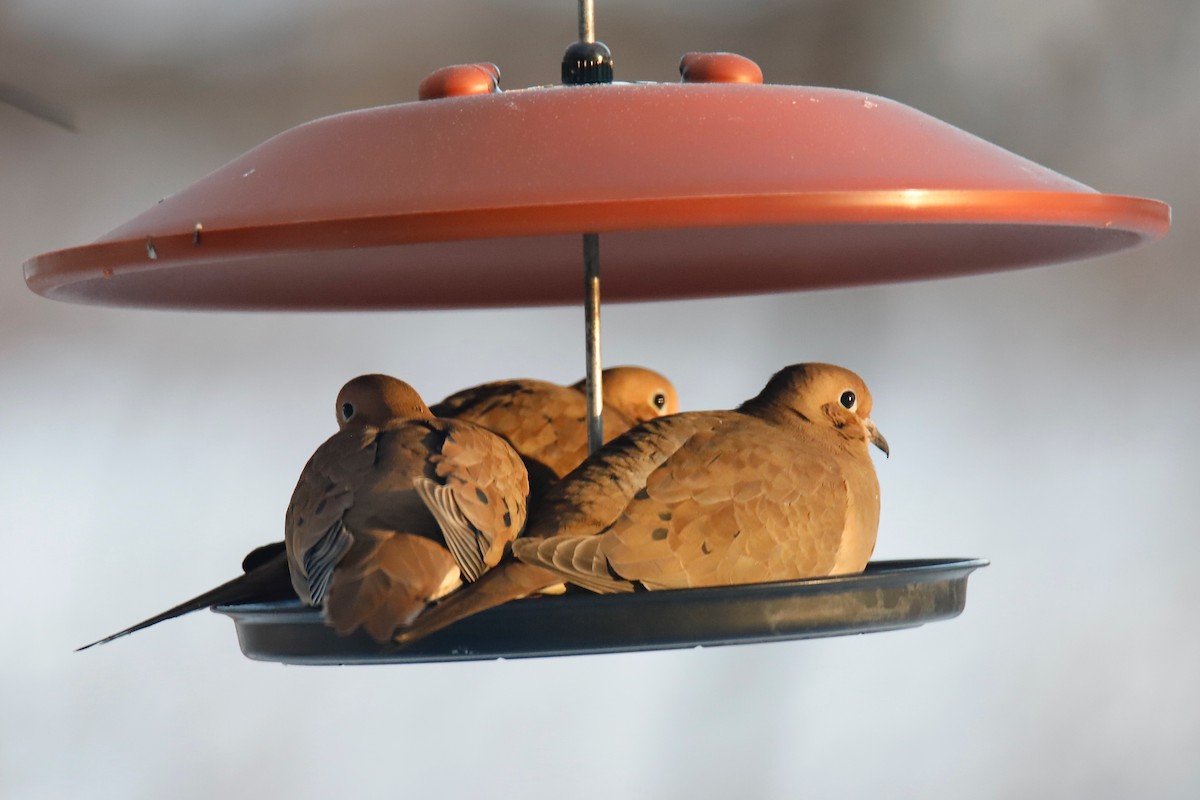 Zenaida Huilota - ML650451394