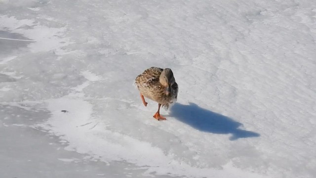 Mallard - ML650451405