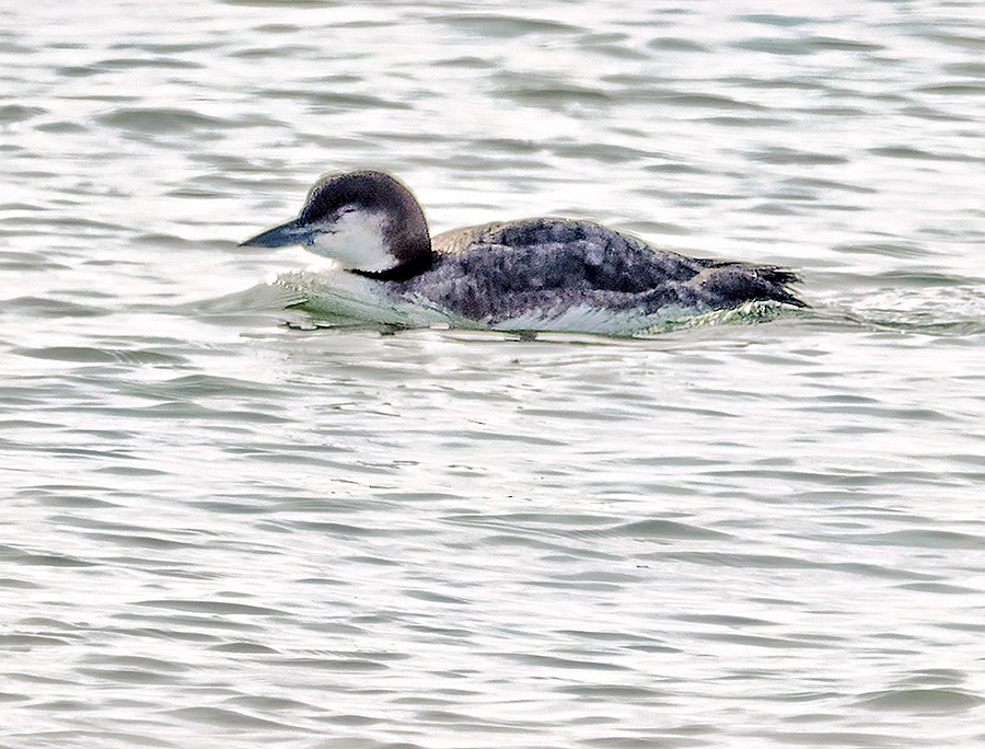 צוללן צפוני - ML650451612