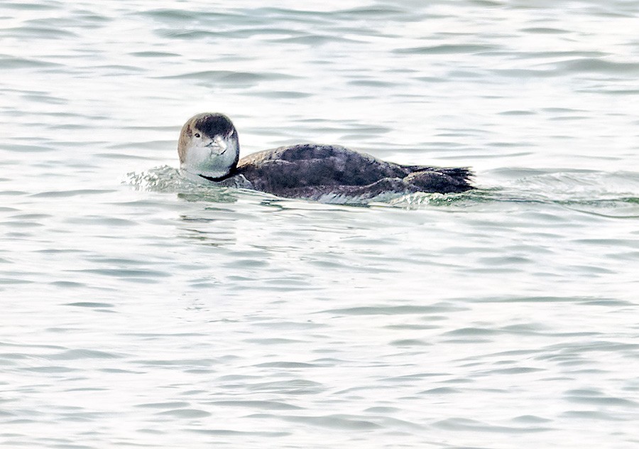 צוללן צפוני - ML650451613