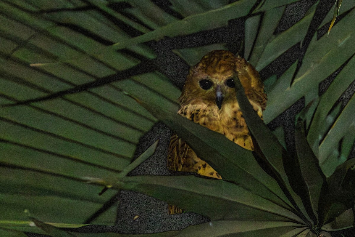 Сова-рибоїд смугаста - ML650451744