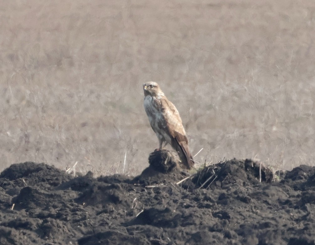tanımsız Buteo sp. - ML650451787