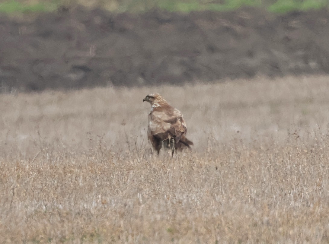 tanımsız Buteo sp. - ML650451793