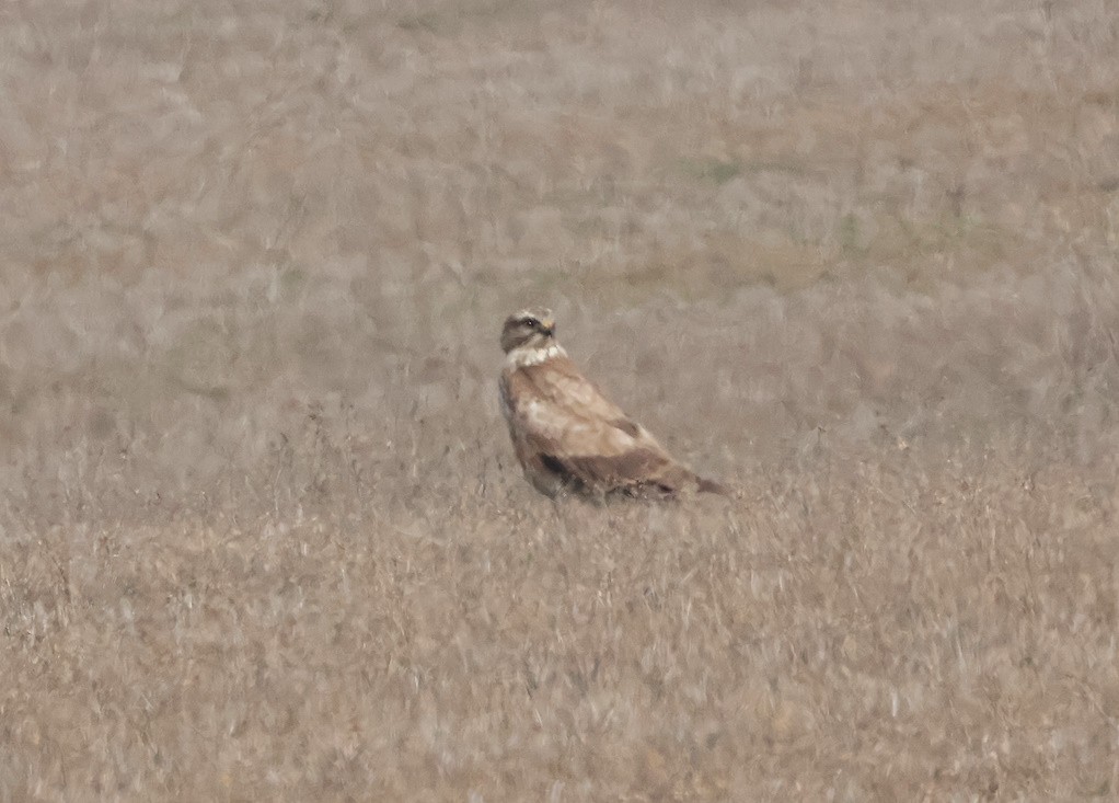 tanımsız Buteo sp. - ML650451797