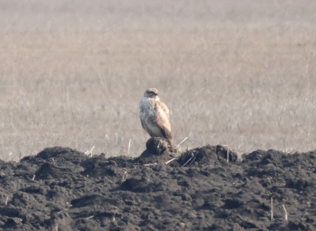 tanımsız Buteo sp. - ML650451801