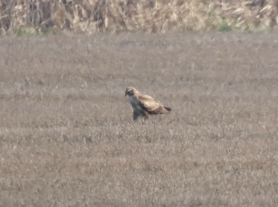 tanımsız Buteo sp. - ML650451810