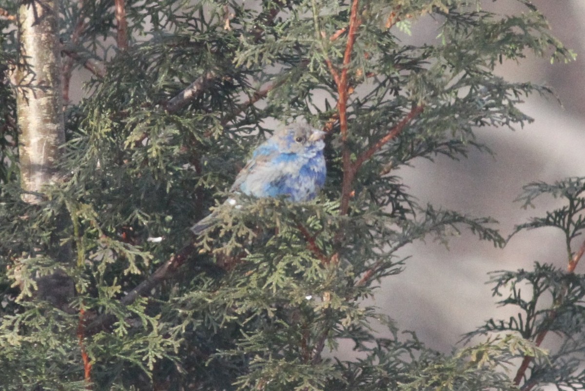 Azulillo Índigo - ML650451863