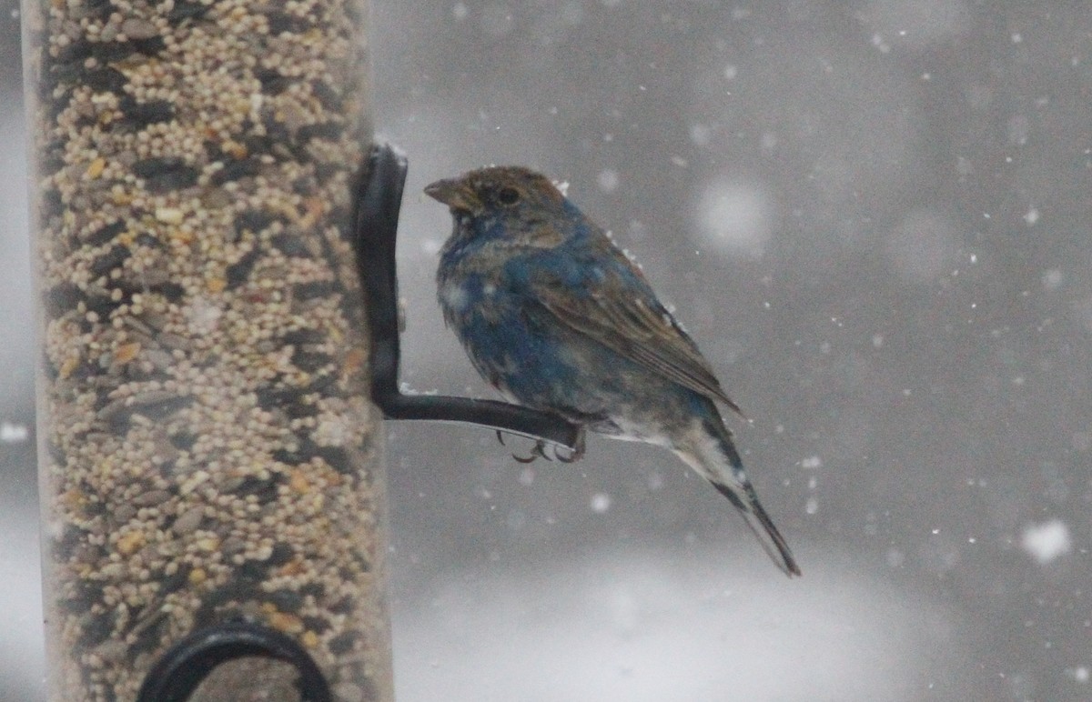 Azulillo Índigo - ML650452026