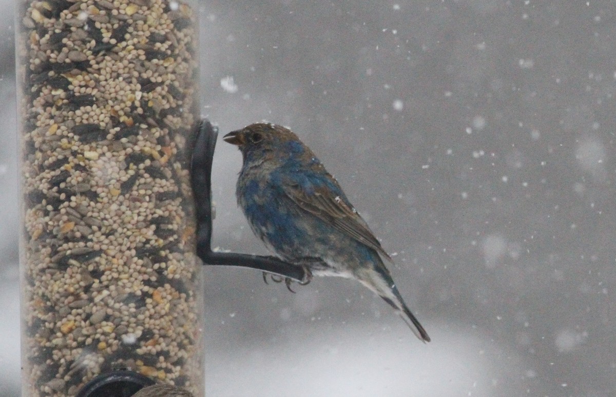 Azulillo Índigo - ML650452027