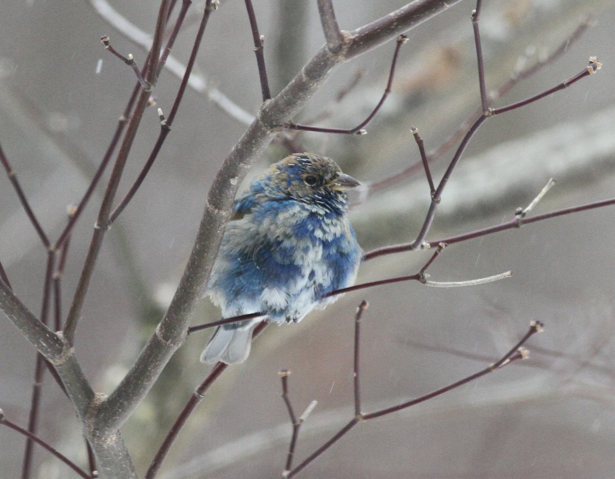 Azulillo Índigo - ML650452064