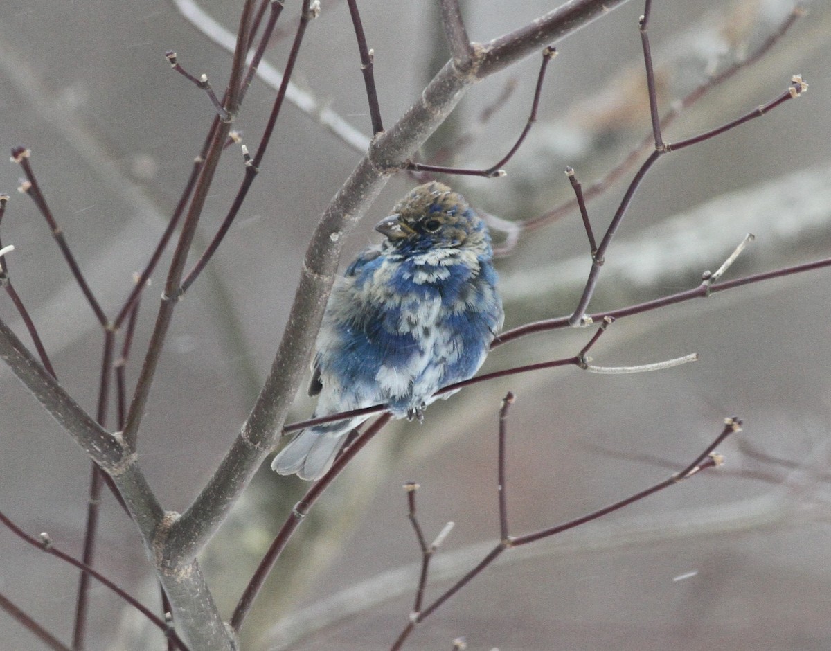 Azulillo Índigo - ML650452065