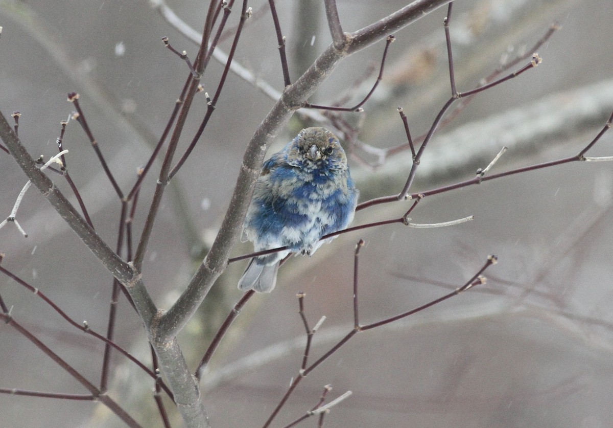 Azulillo Índigo - ML650452066