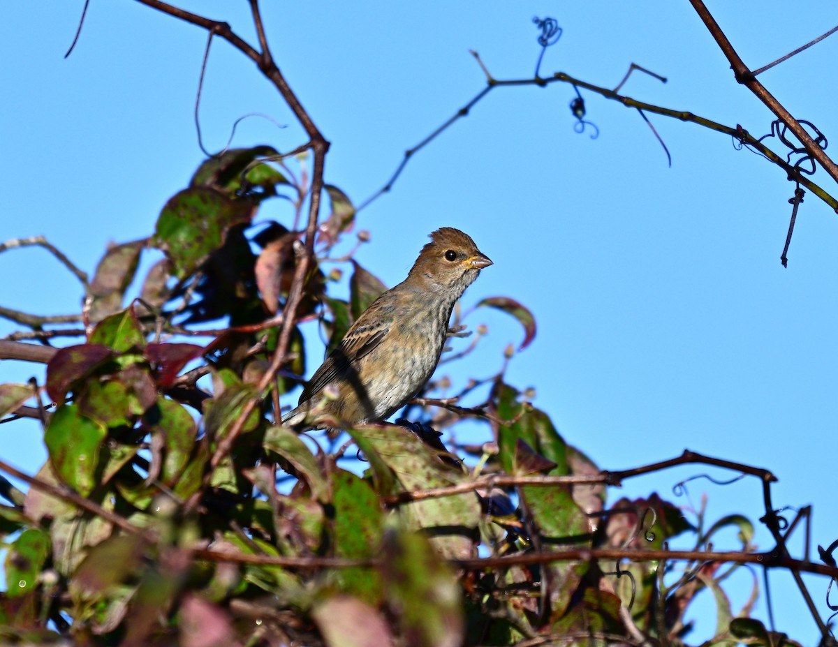 Azulillo Índigo - ML650452128