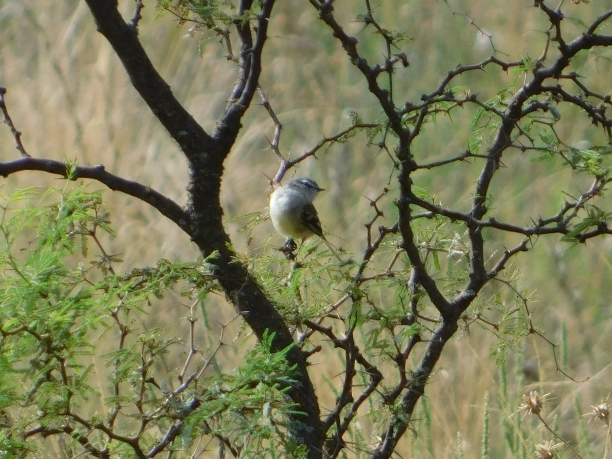 ハイガシラカトリタイランチョウ - ML650452179