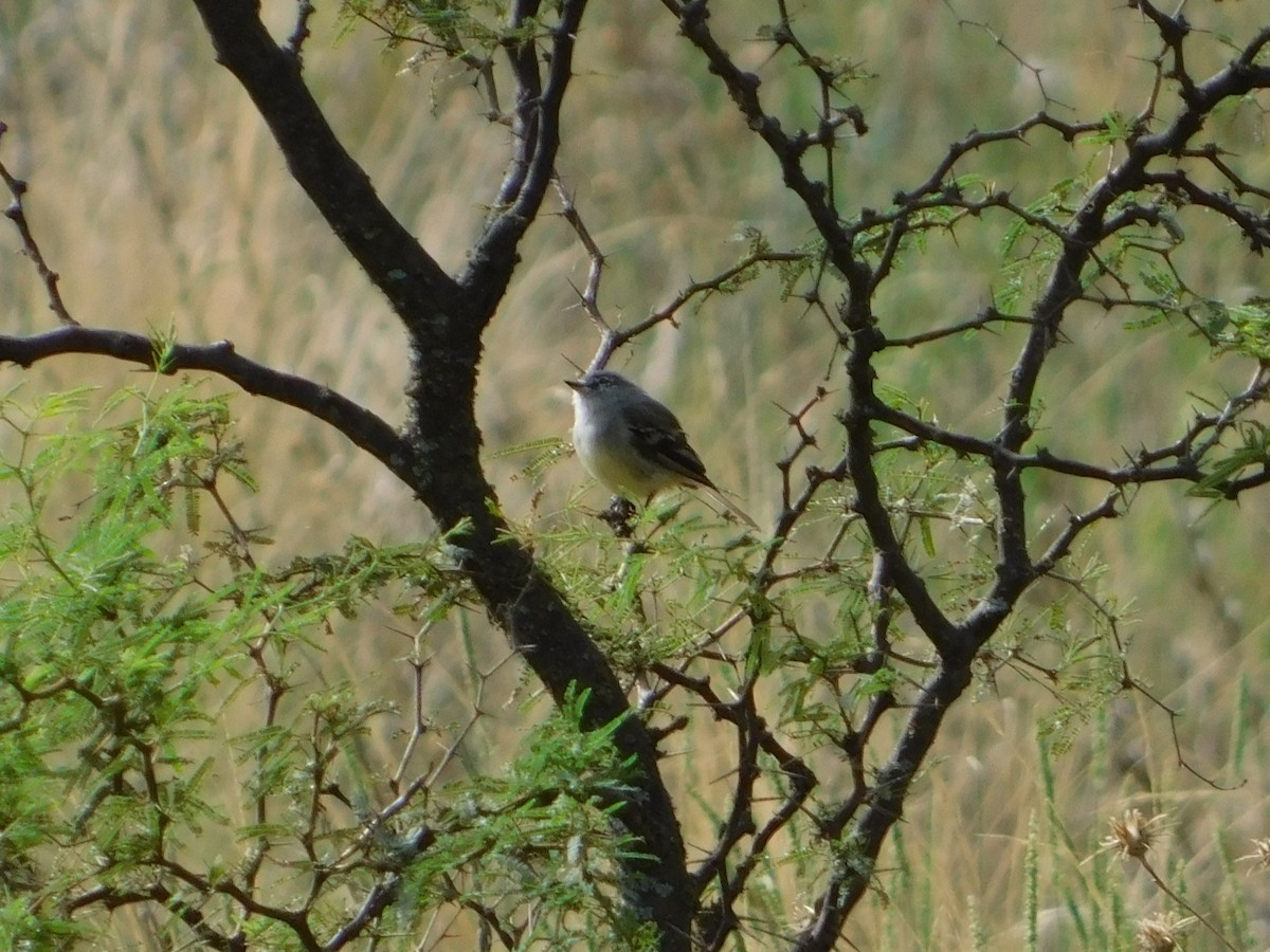 ハイガシラカトリタイランチョウ - ML650452180