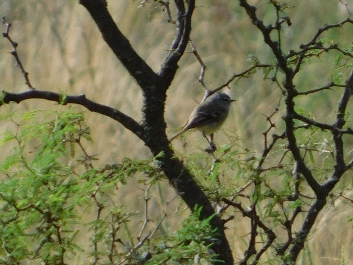 ハイガシラカトリタイランチョウ - ML650452181