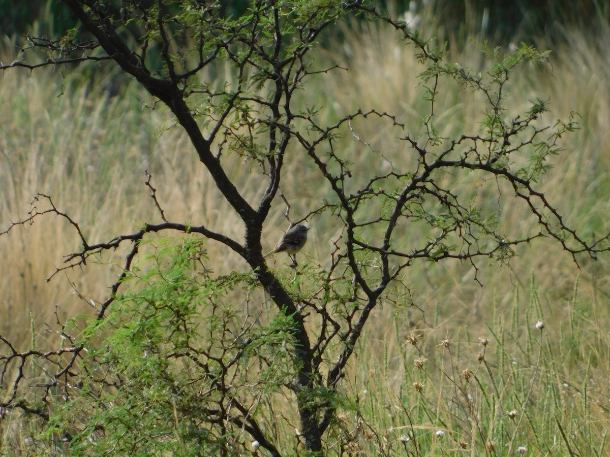 ハイガシラカトリタイランチョウ - ML650452185