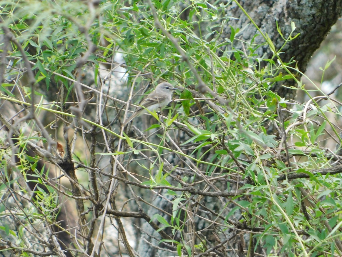 ハイガシラカトリタイランチョウ - ML650452188