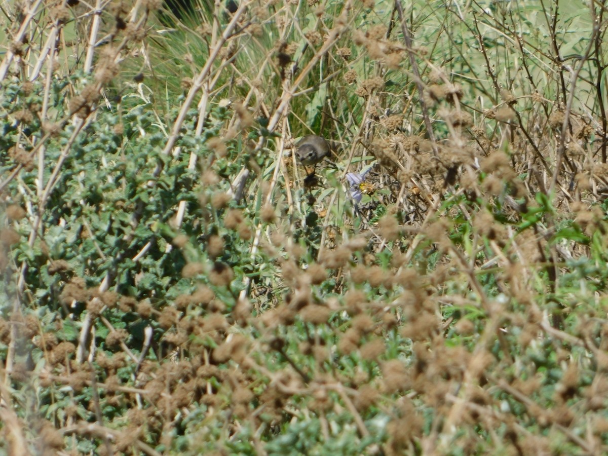 ハイガシラカトリタイランチョウ - ML650452190