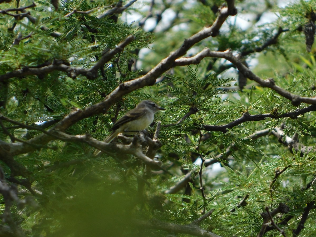 ハイガシラカトリタイランチョウ - ML650452191