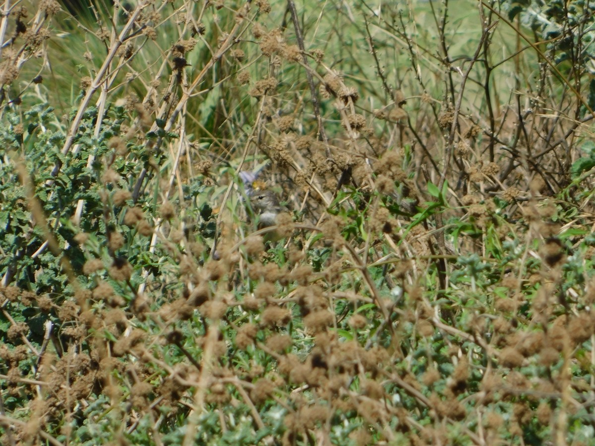 ハイガシラカトリタイランチョウ - ML650452192