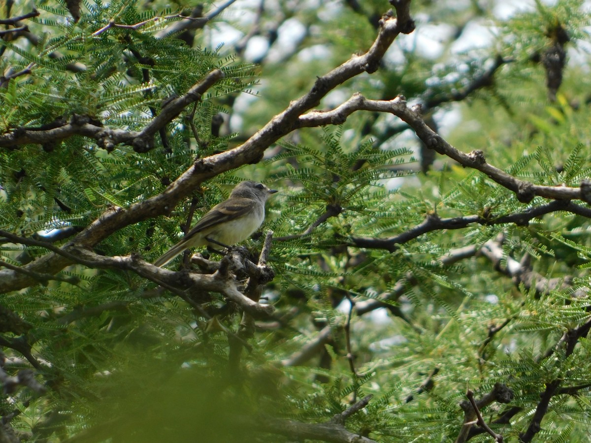 ハイガシラカトリタイランチョウ - ML650452193