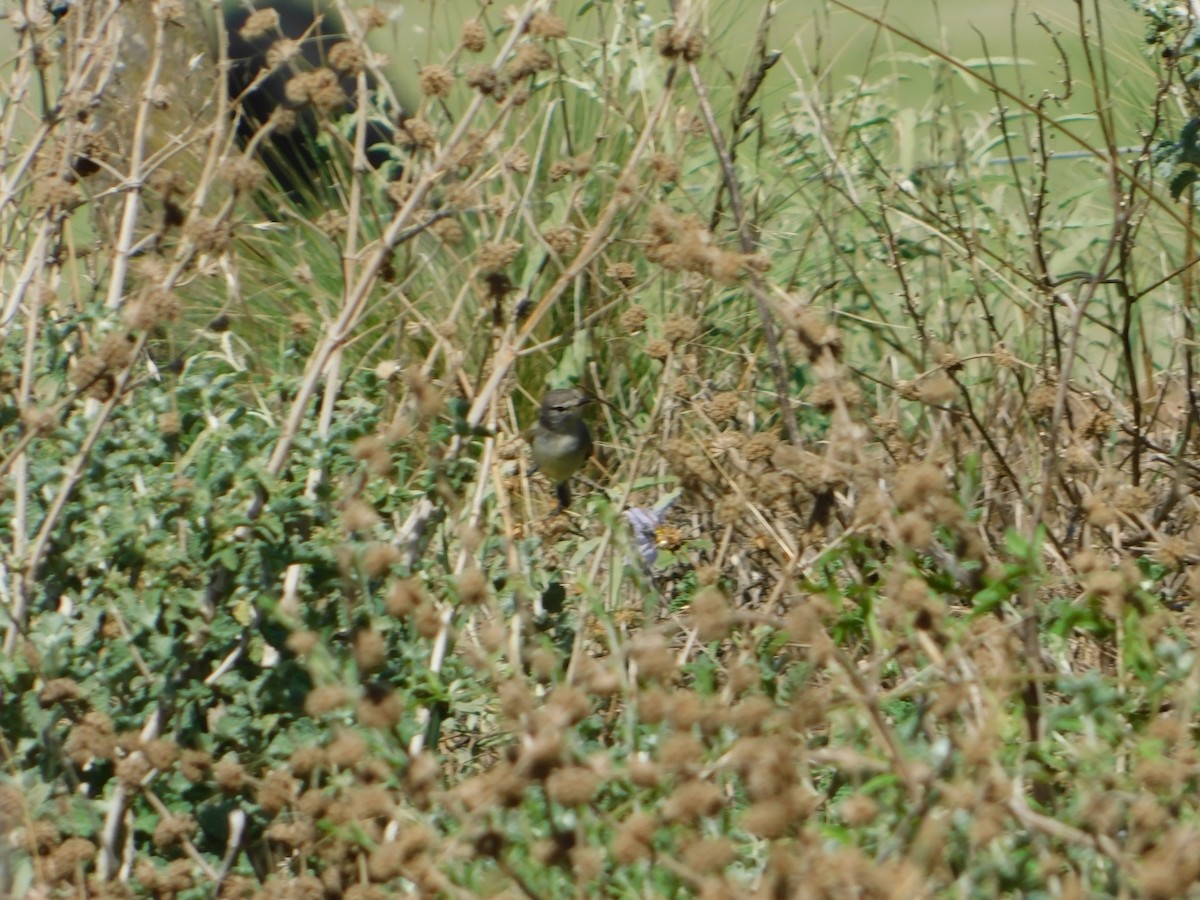 ハイガシラカトリタイランチョウ - ML650452196