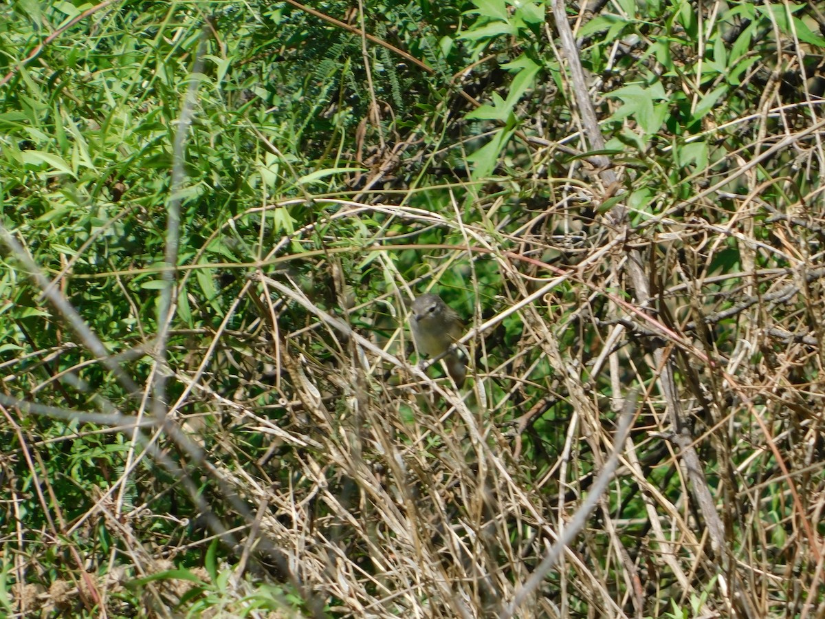 ハイガシラカトリタイランチョウ - ML650452197